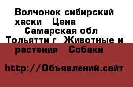 Волчонок сибирский хаски › Цена ­ 10 000 - Самарская обл., Тольятти г. Животные и растения » Собаки   